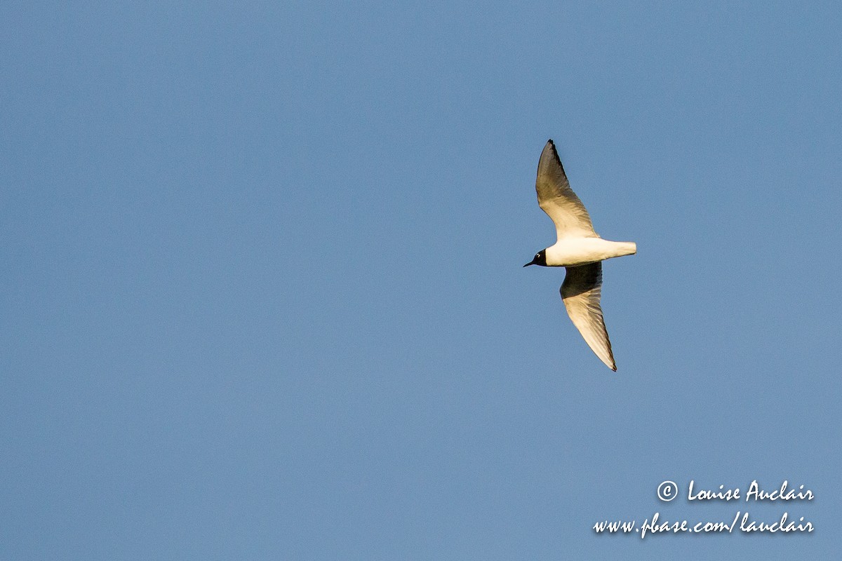 Bonaparte's Gull - Louise Auclair