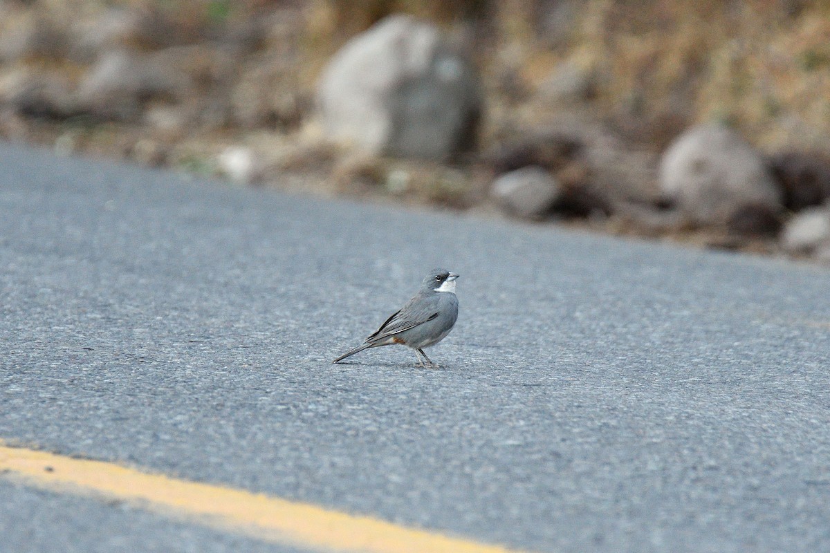 Diuca Finch - terence zahner