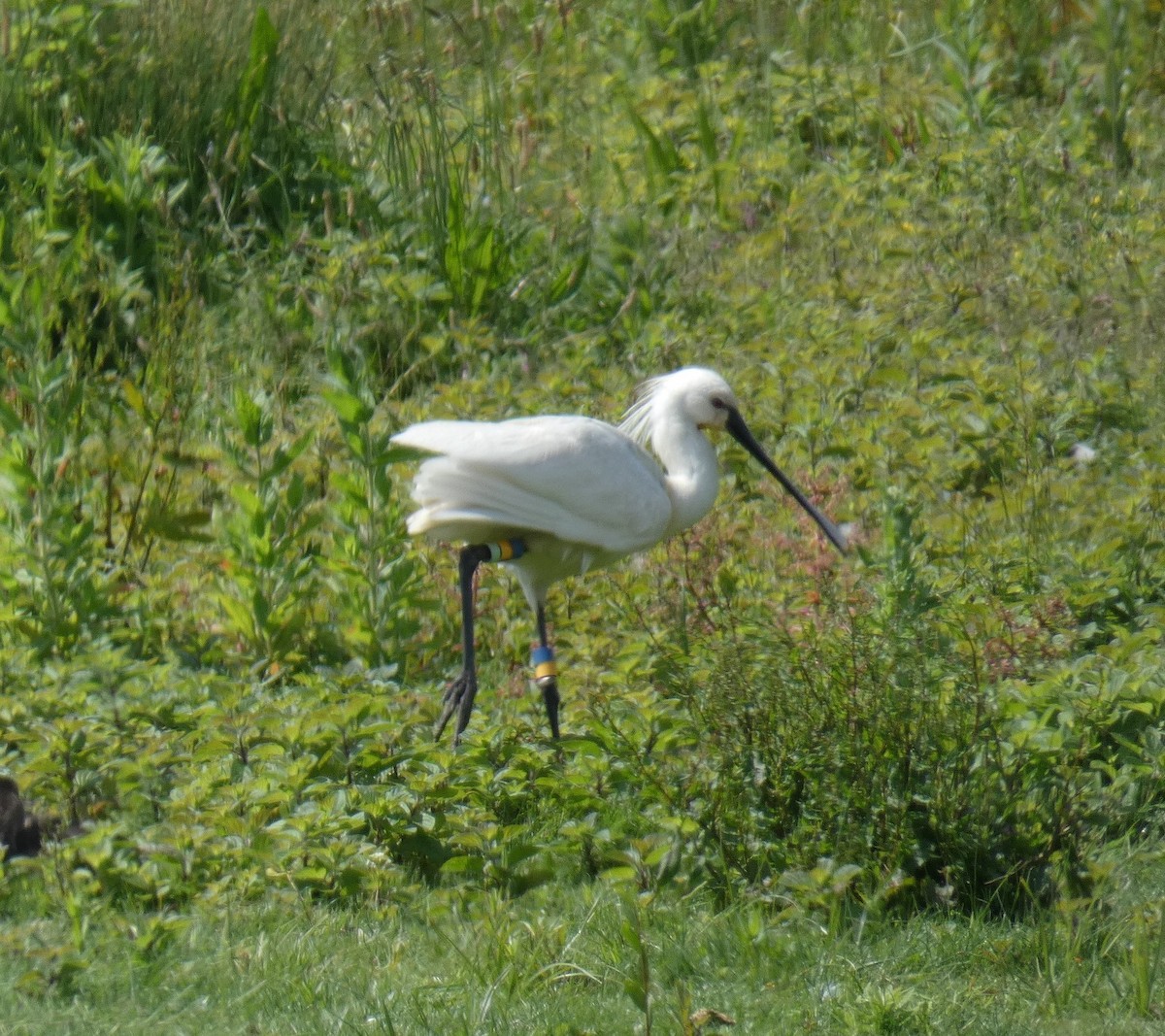 Eurasian Spoonbill - Fernando T Rico