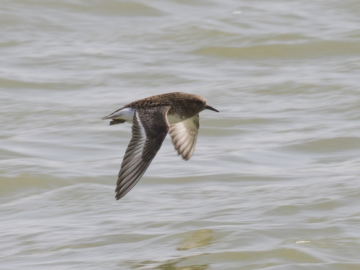 Sanderling - ML165763461