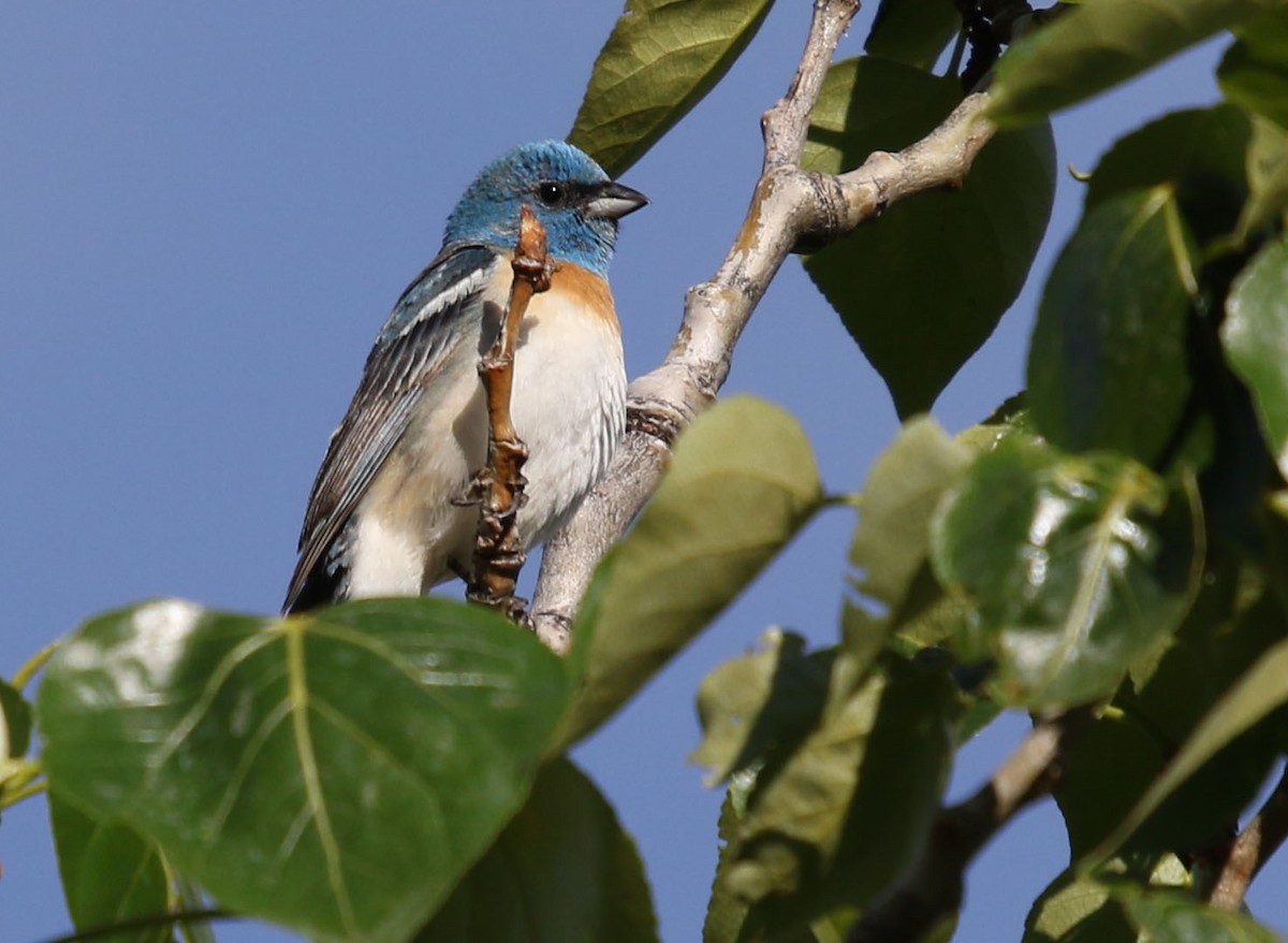 Lazuli Bunting - ML165764291