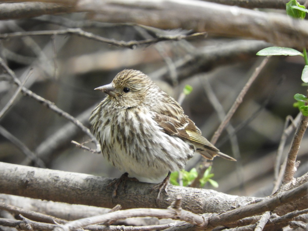 Pine Siskin - ML165764551