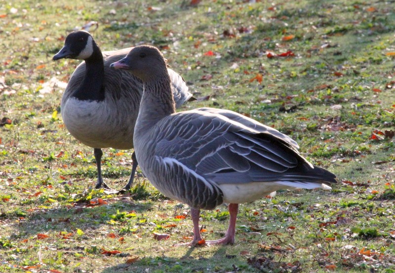 Pink-footed Goose - ML165764801