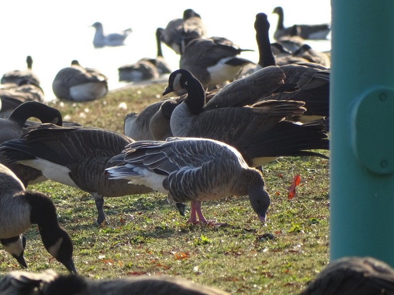 Pink-footed Goose - ML165765001