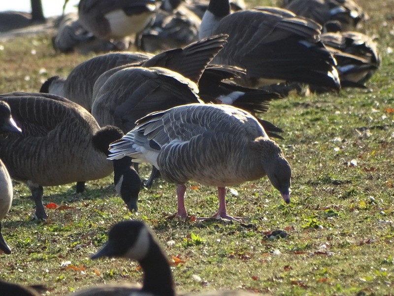 Pink-footed Goose - ML165765021