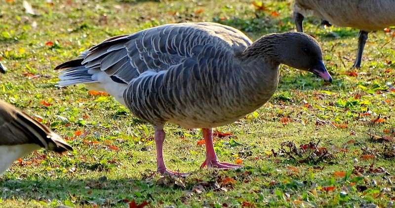 Pink-footed Goose - ML165765031