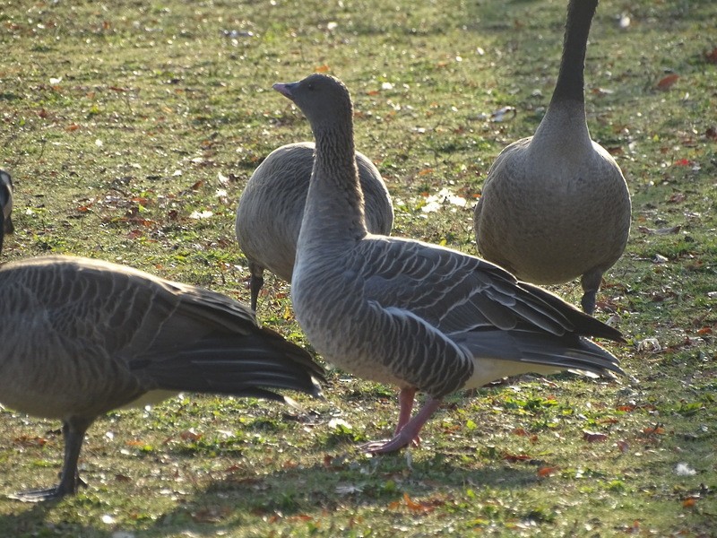 Pink-footed Goose - ML165765051