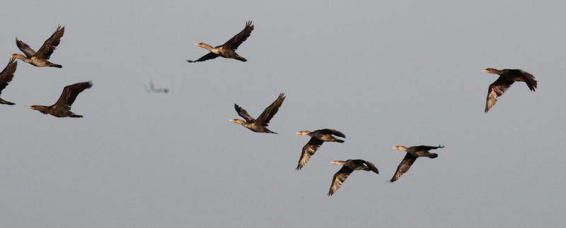 Double-crested Cormorant - ML165765121