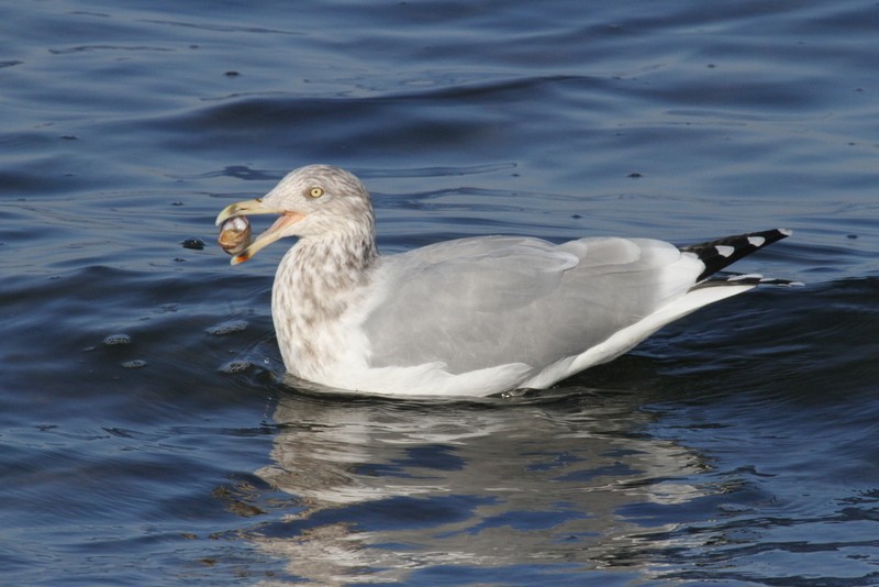 American Herring Gull - ML165765261