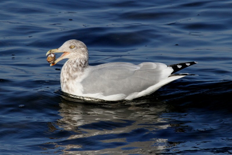 American Herring Gull - ML165765351