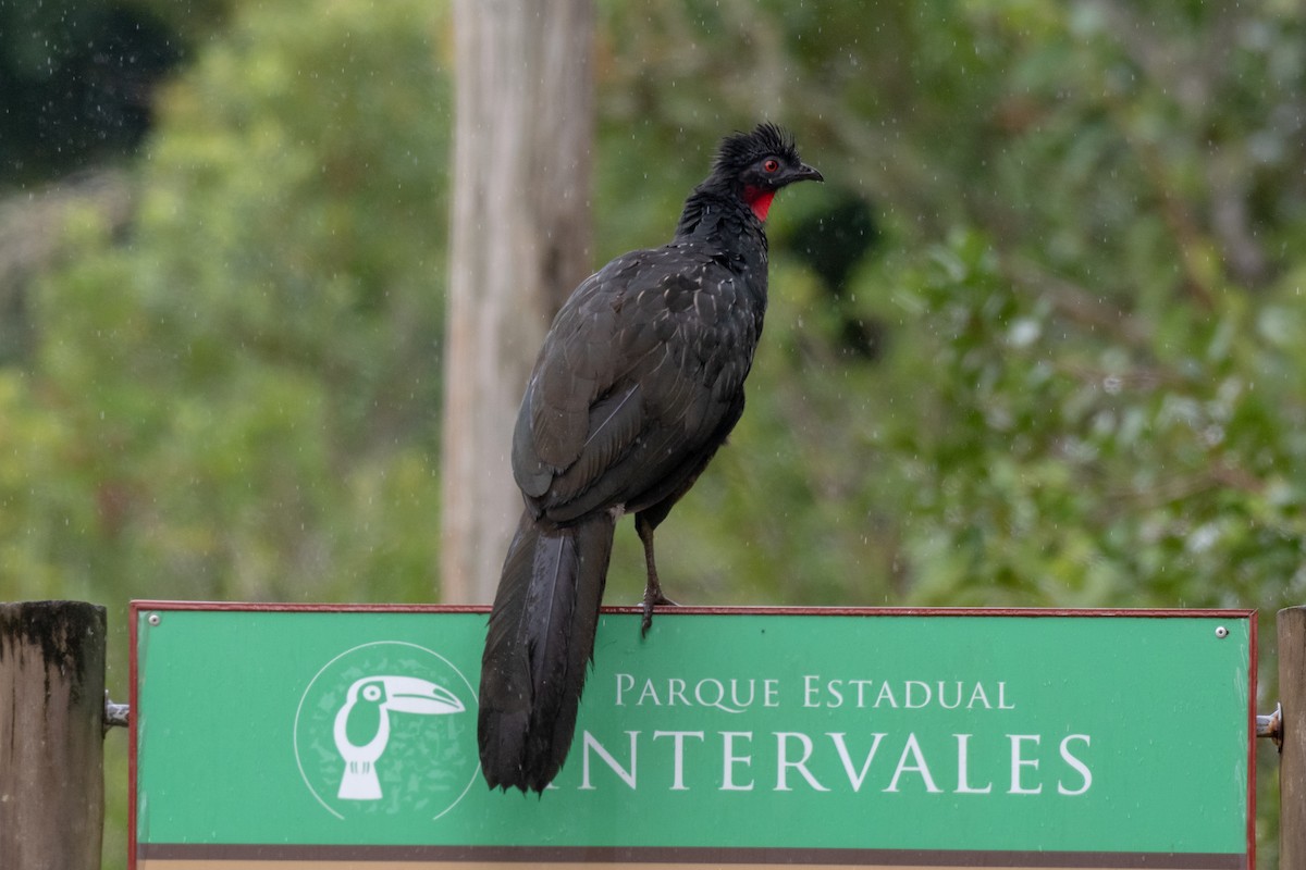 Dusky-legged Guan - Victor Castanho