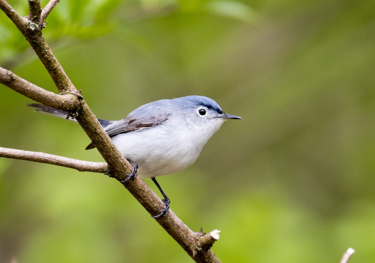 Blue-gray Gnatcatcher - ML165765811