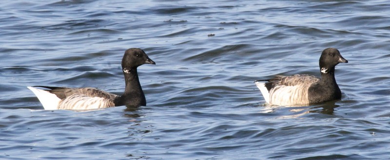 Brant - ML165766221