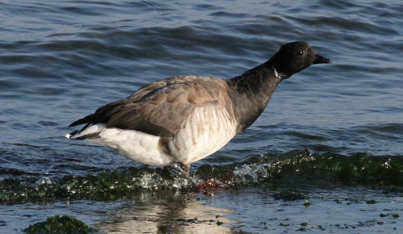 Brant - ML165766271