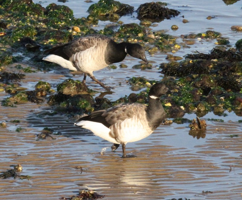 Brant - ML165766341