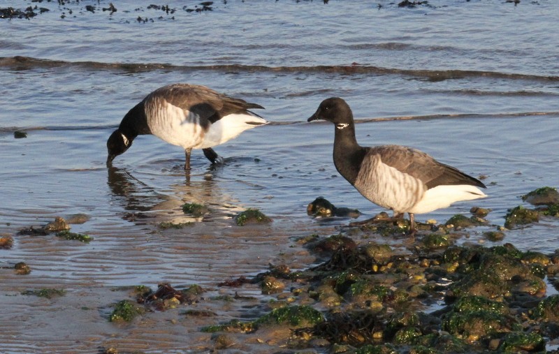 Brant - ML165766451