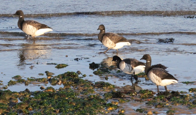 Brant - ML165766461