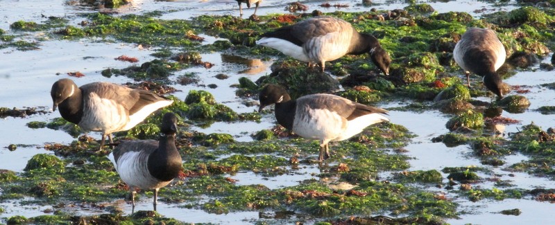 Brant - ML165766551