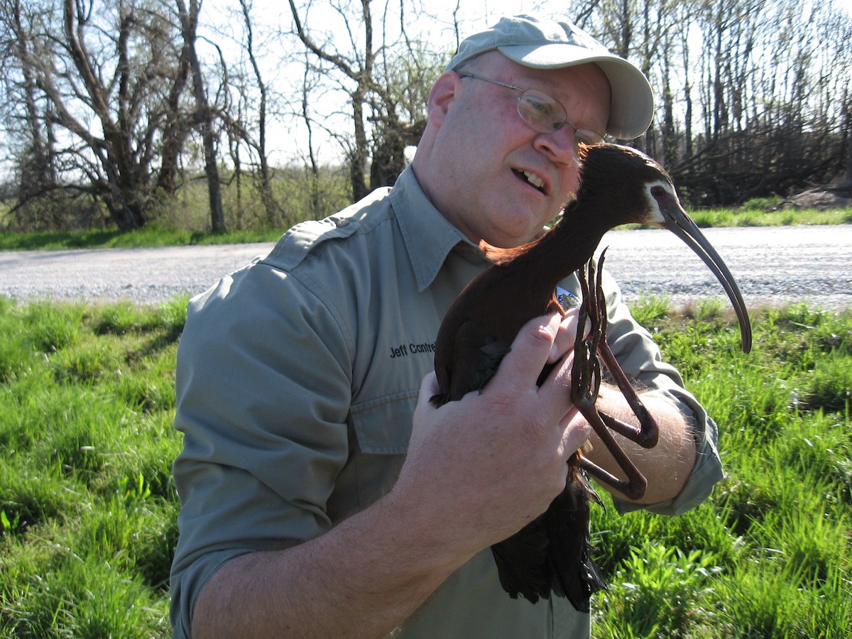 White-faced Ibis - ML165766741