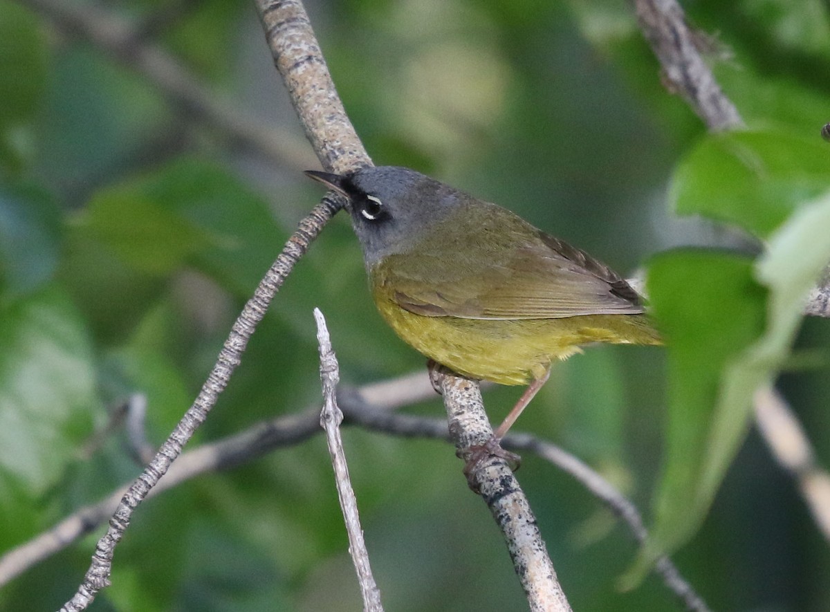 MacGillivray's Warbler - ML165766821