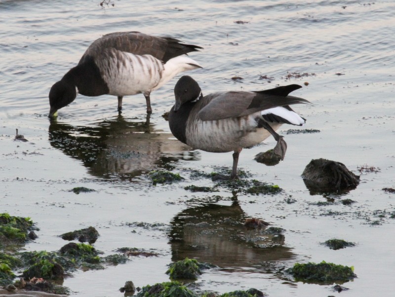 Brant - ML165766841