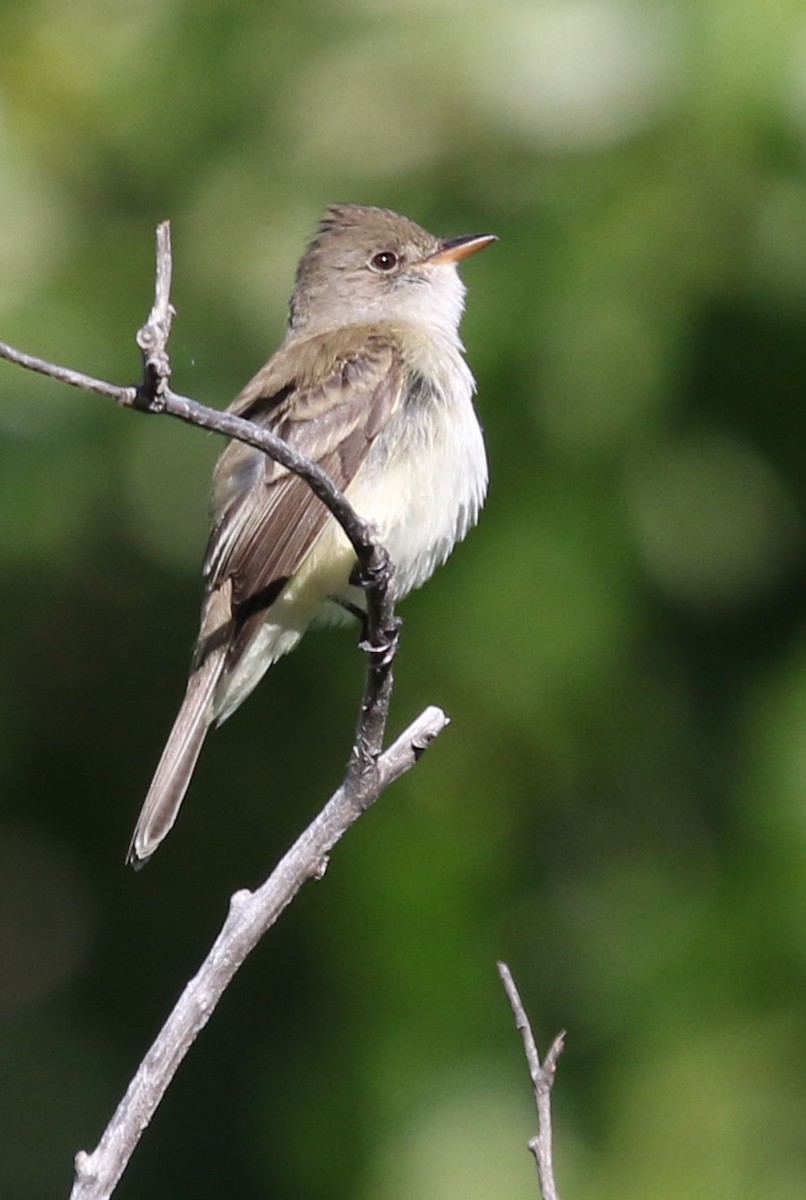 Willow Flycatcher - ML165767061