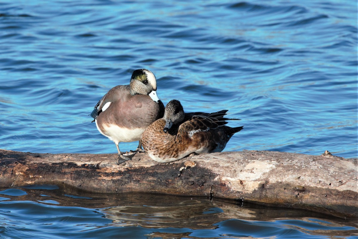 American Wigeon - Dan Tankersley