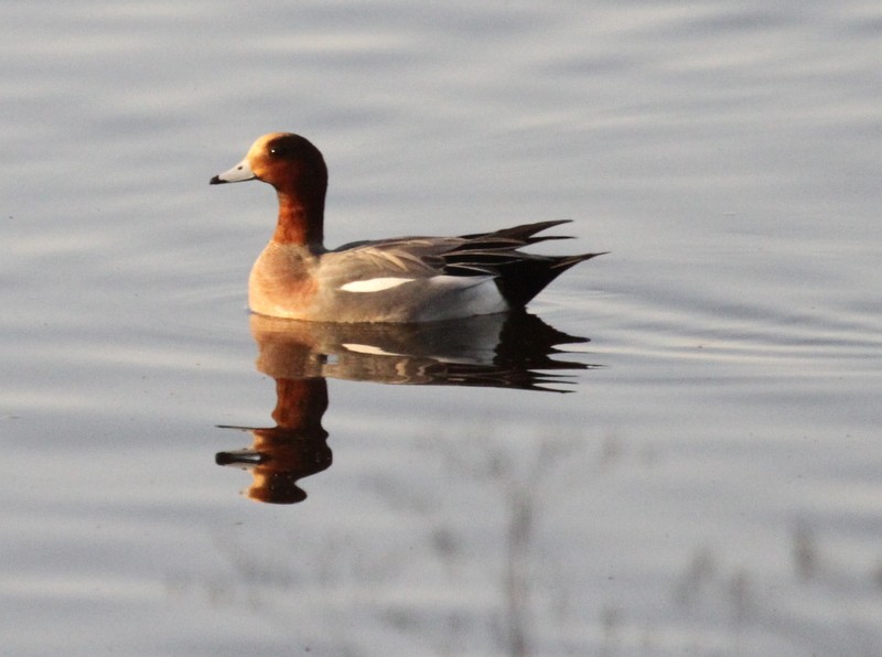 Eurasian Wigeon - ML165769131