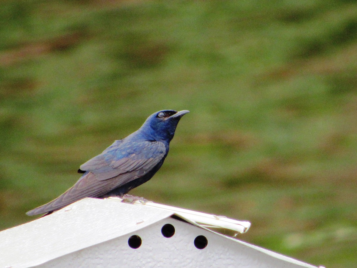 Purple Martin - ML165769231