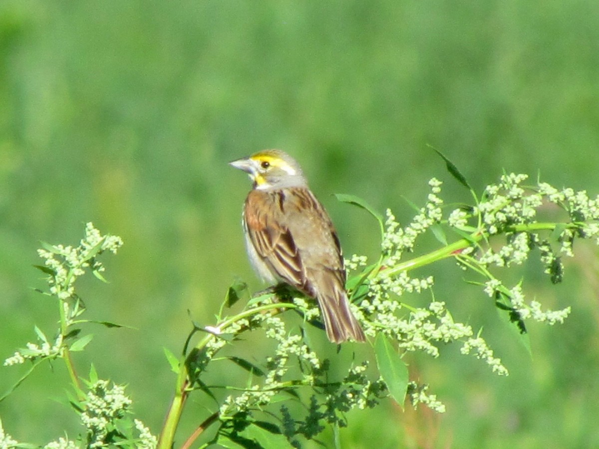 Dickcissel - ML165770551