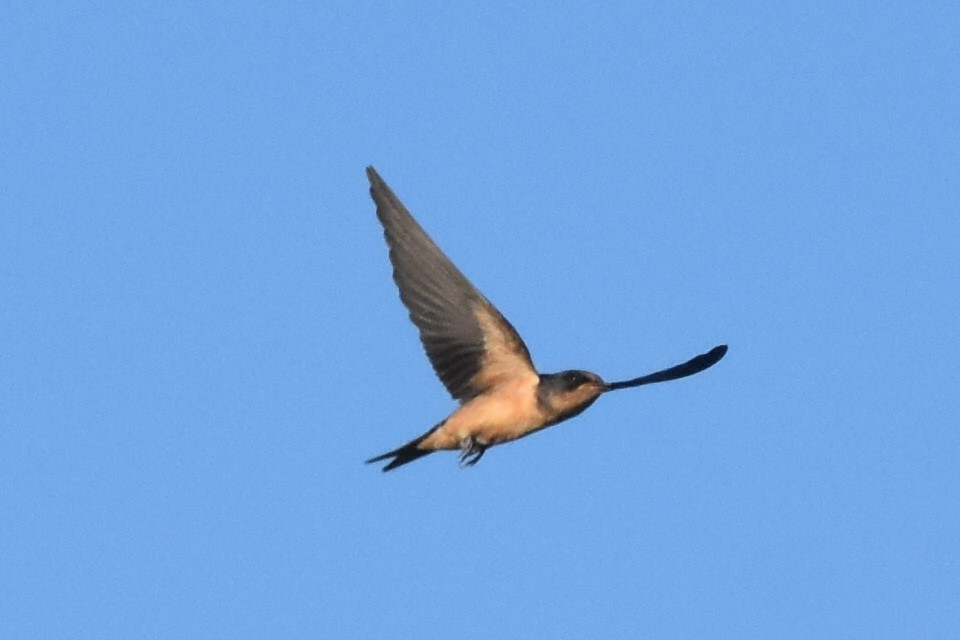 Barn Swallow (American) - Caleb Strand