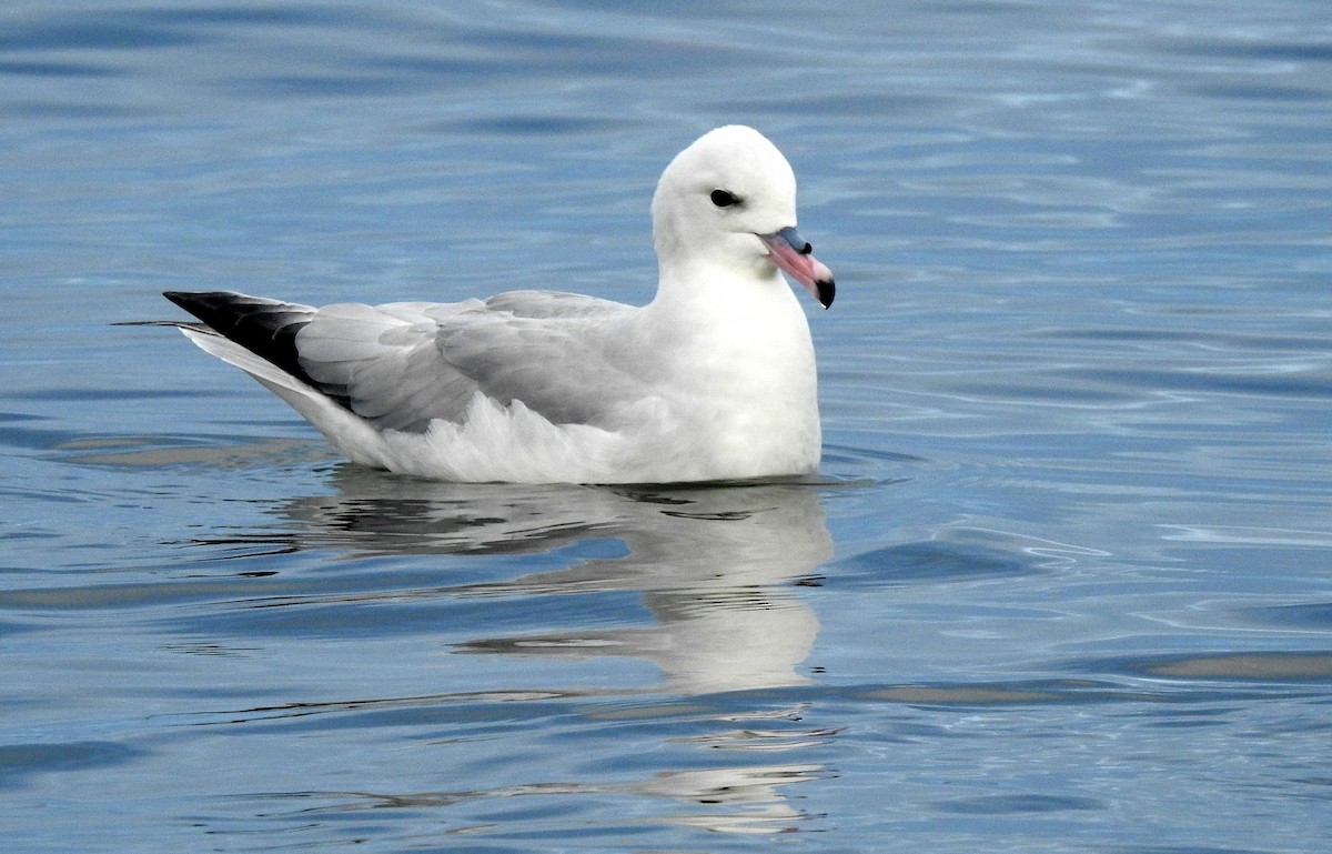 Fulmar argenté - ML165774191