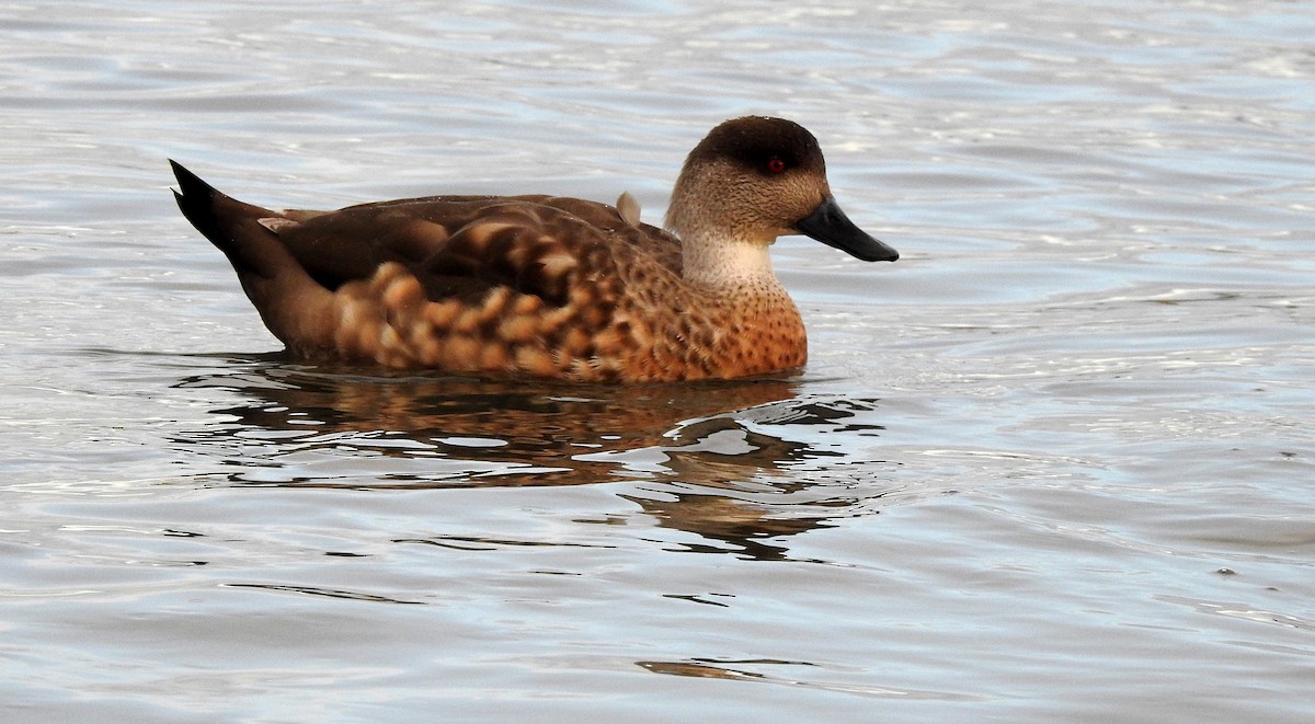 Crested Duck - ML165774491