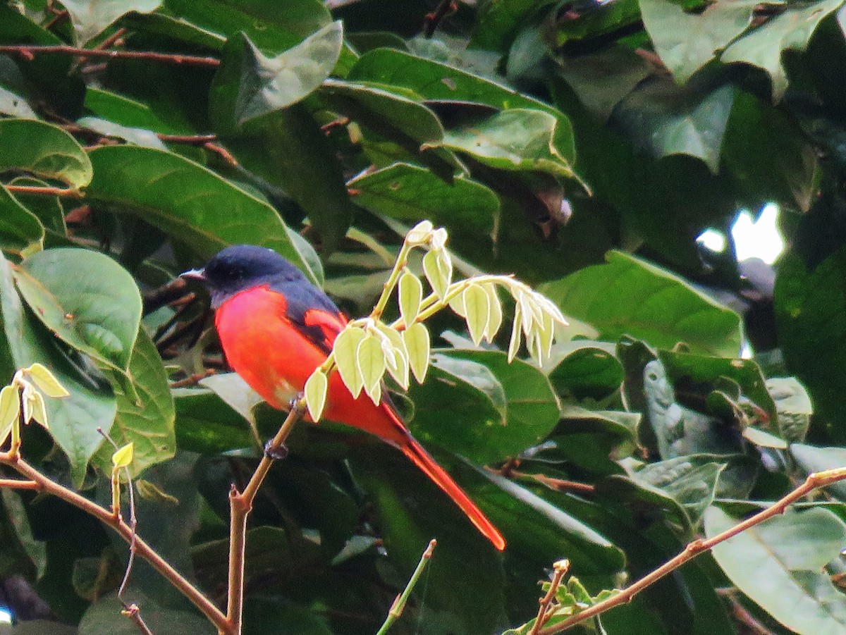 Gray-chinned Minivet - ML165774881