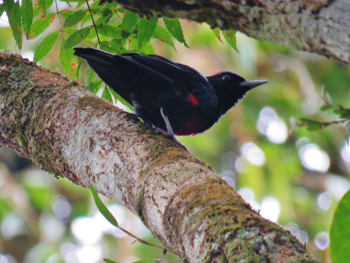 Black-and-crimson Oriole - Thomas Gibson