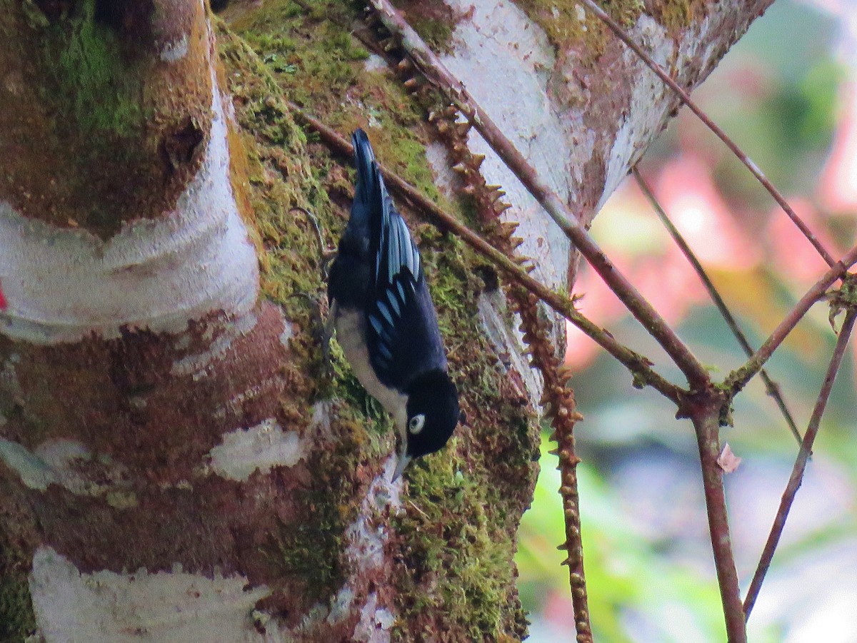 Blue Nuthatch - ML165775341