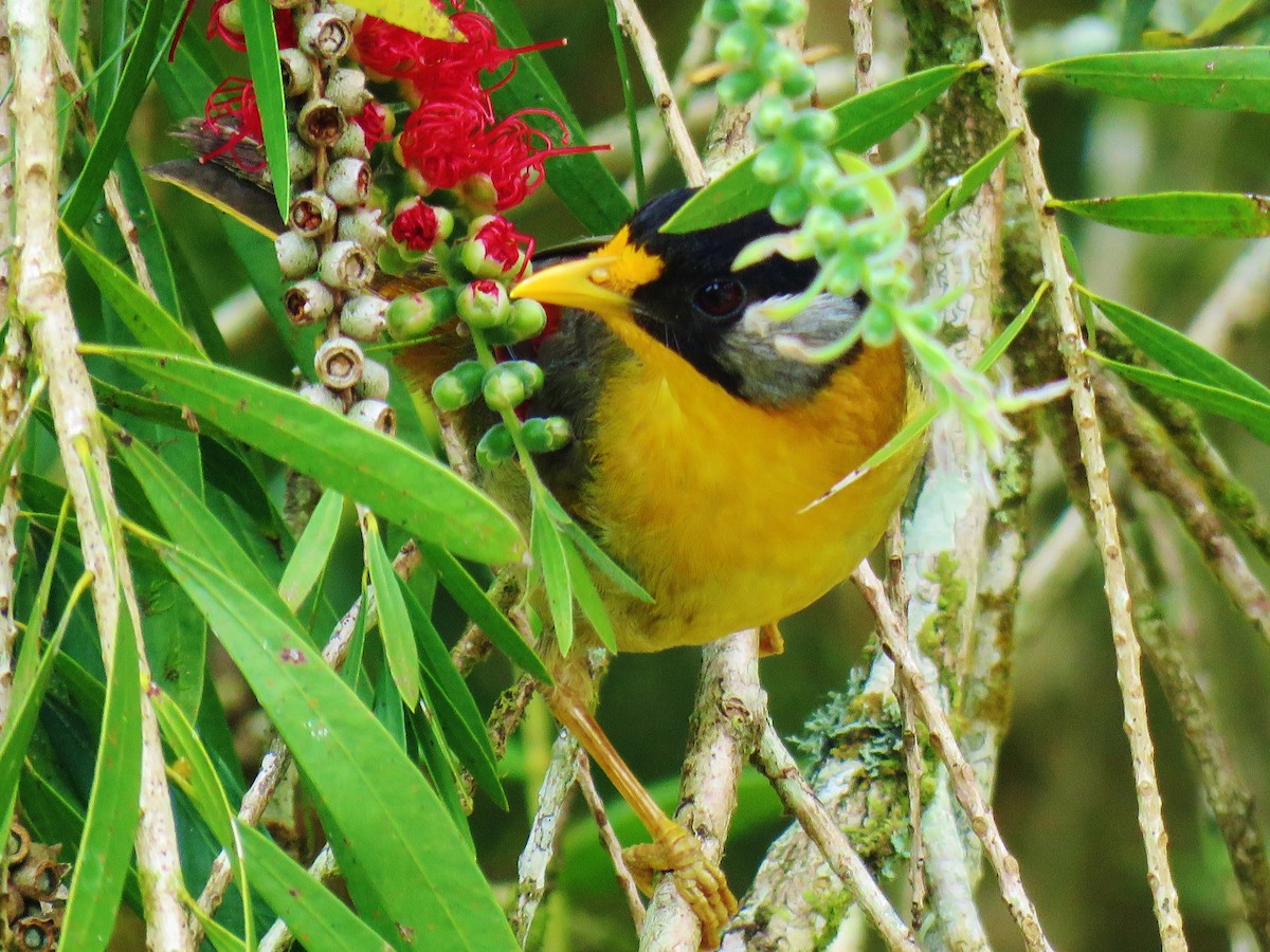 Silver-eared Mesia - ML165775531