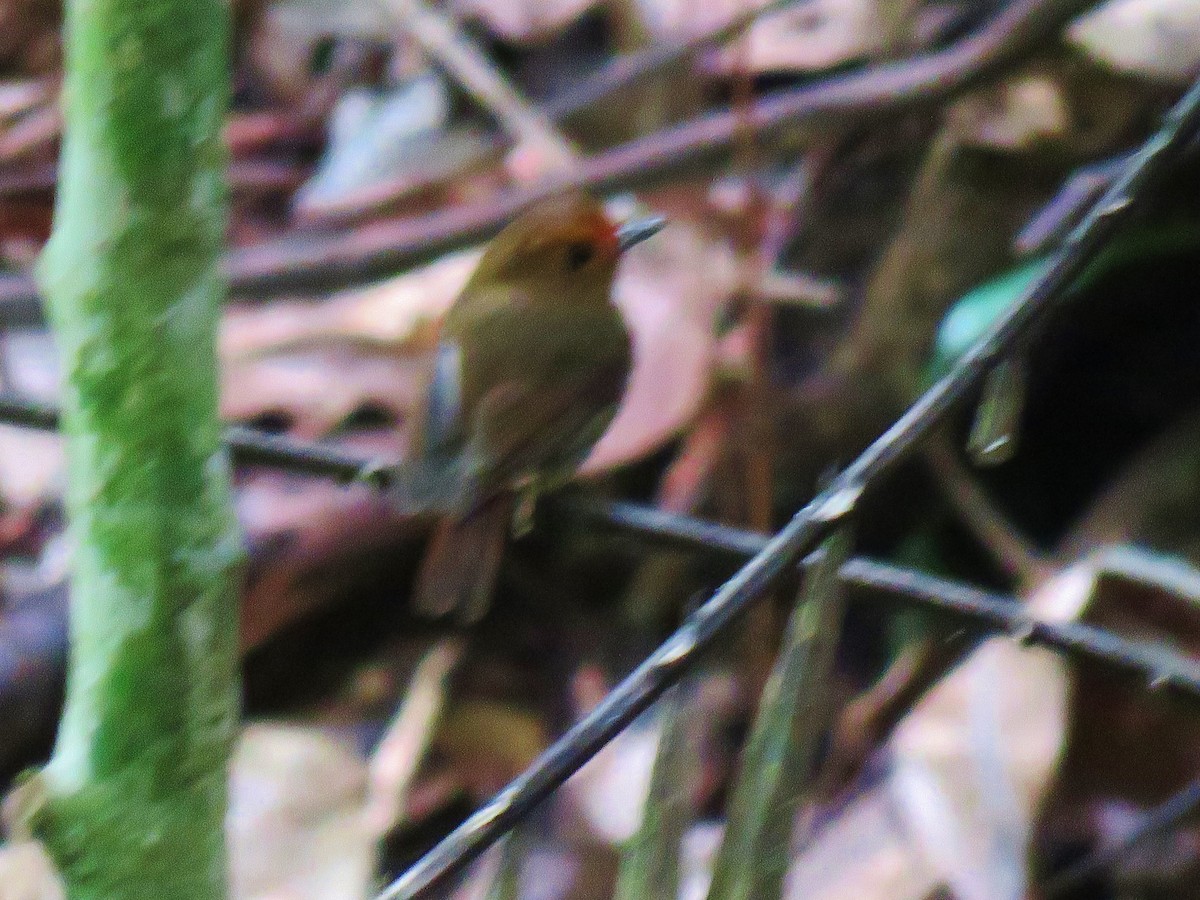 Gobemouche à face rousse - ML165775631