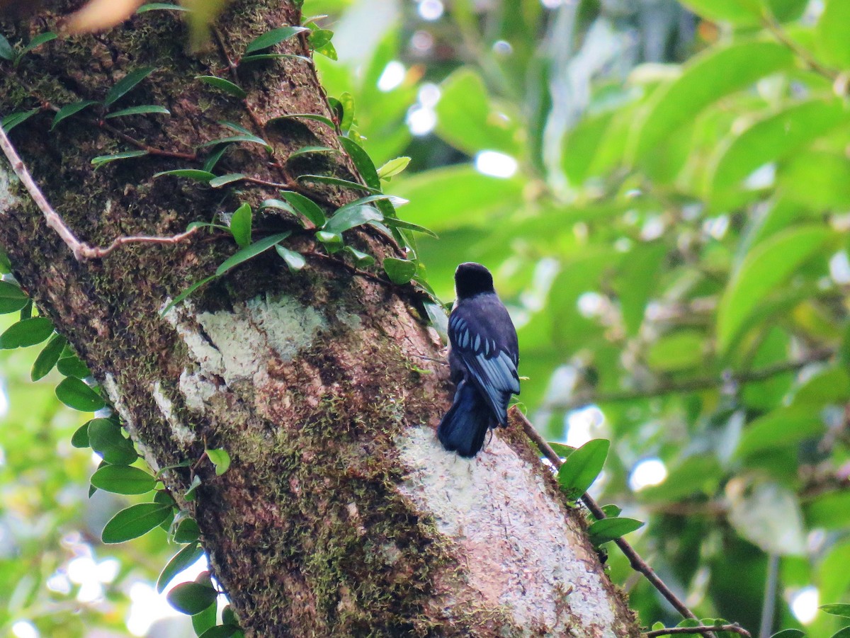 Blue Nuthatch - ML165777381