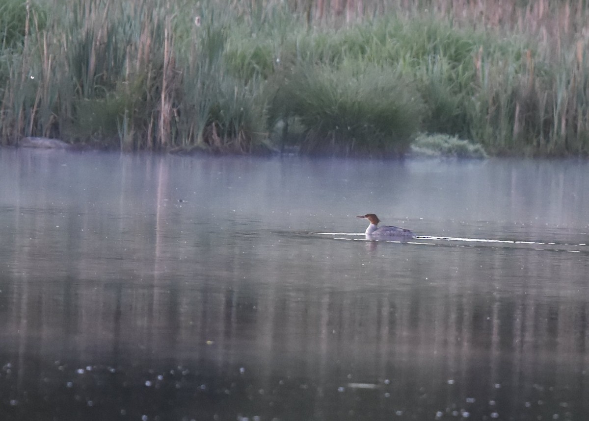 Common Merganser - ML165777581