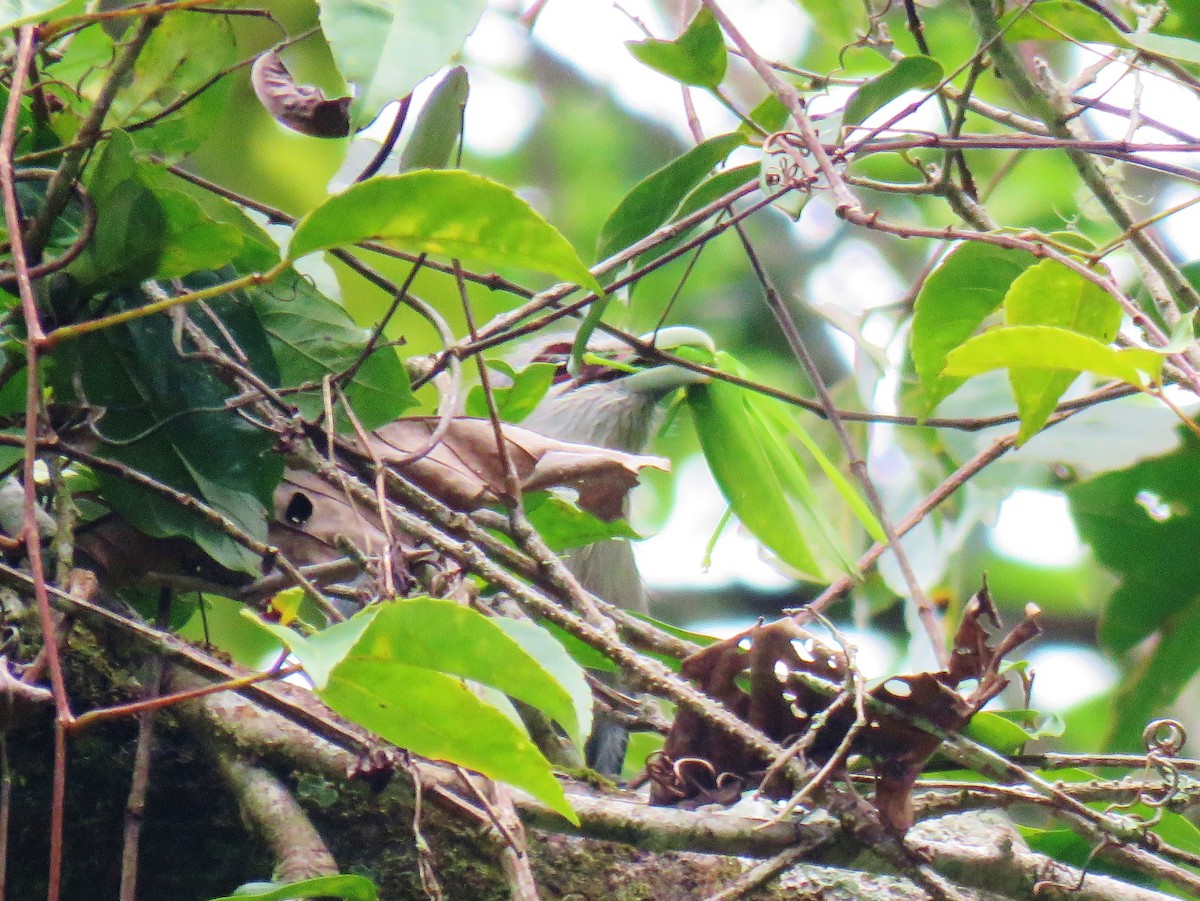 Green-billed Malkoha - ML165778151