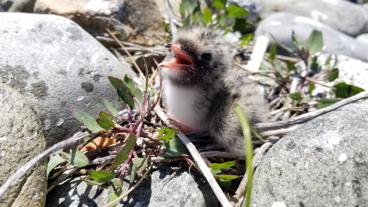 Arctic Tern - ML165779561