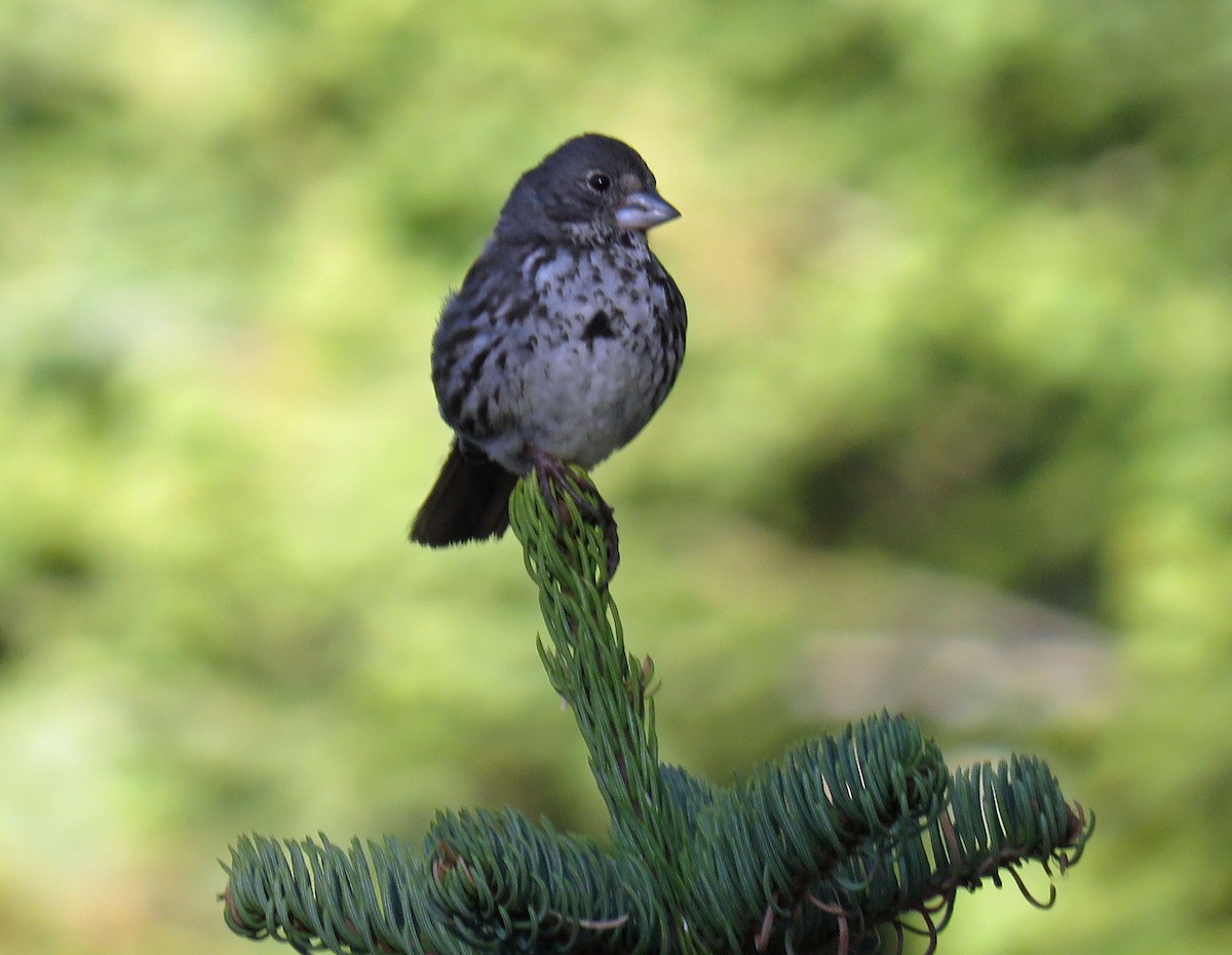 Fox Sparrow (Thick-billed) - ML165781811