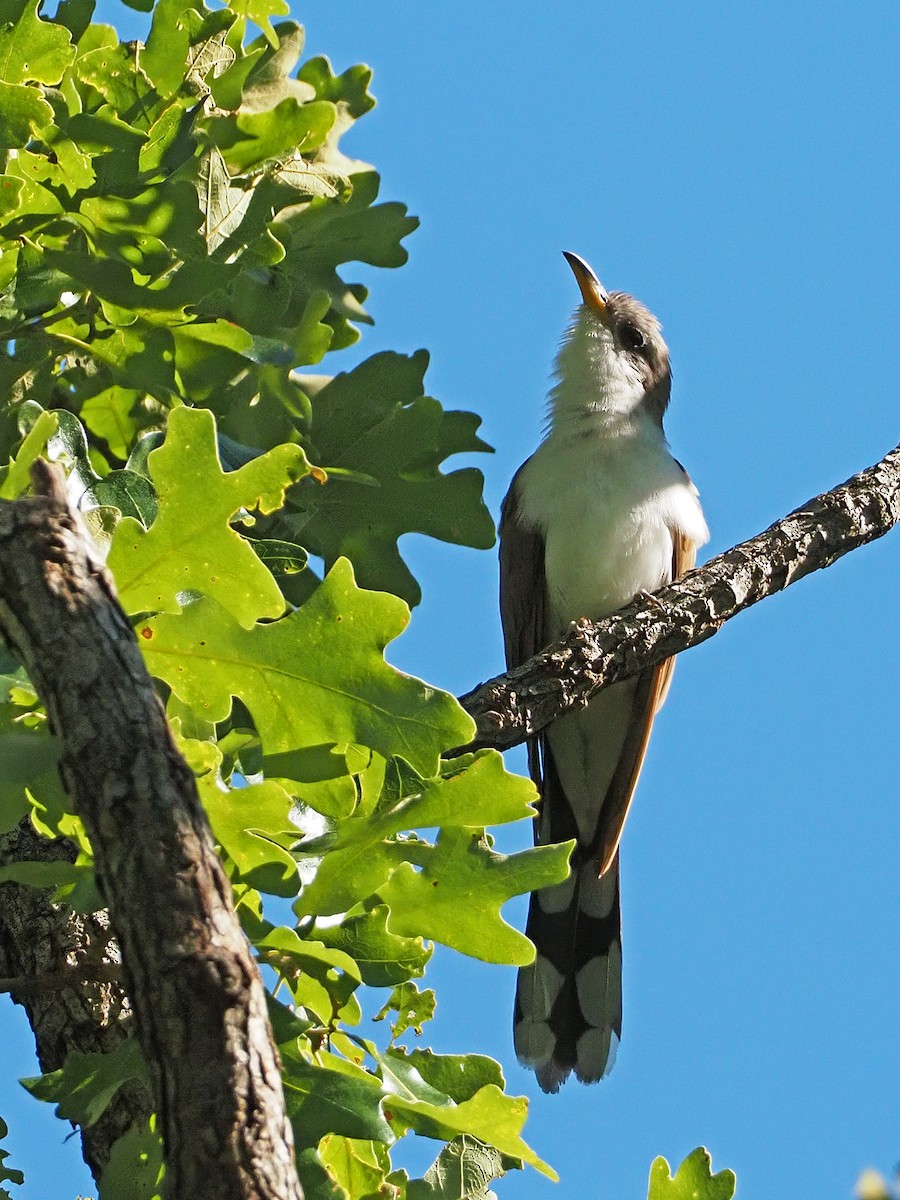 Yellow-billed Cuckoo - ML165782471