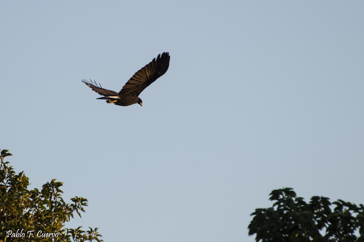 Great Black Hawk - Pablo Cuervo