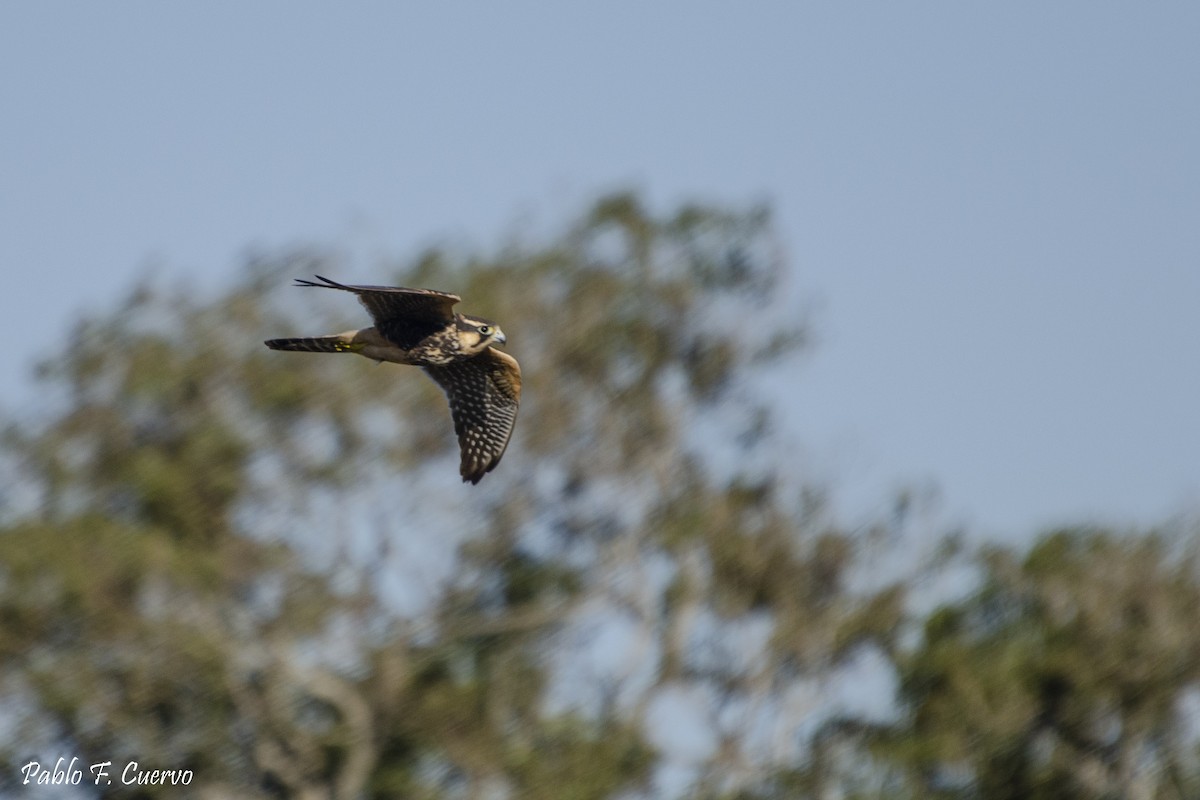 Aplomado Falcon - Pablo Cuervo