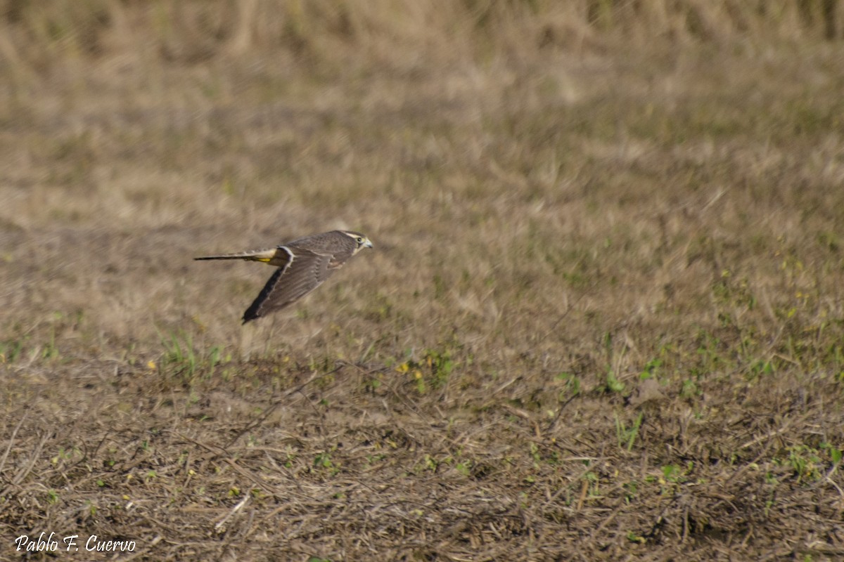 Aplomado Falcon - Pablo Cuervo