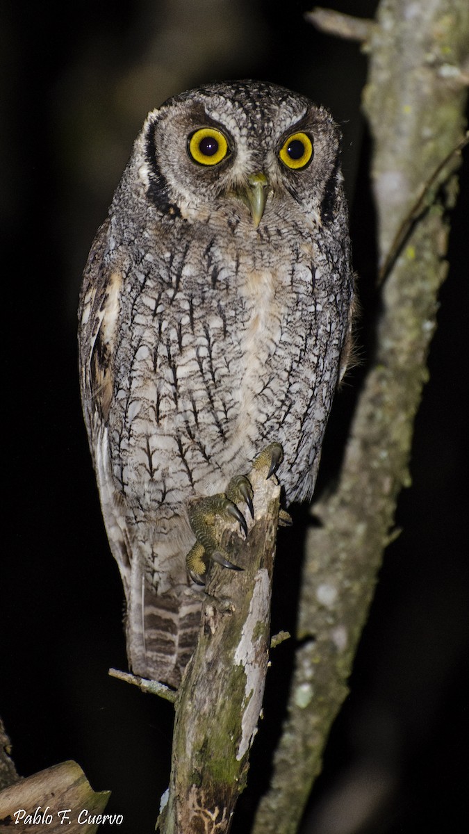 Tropical Screech-Owl - Pablo Cuervo