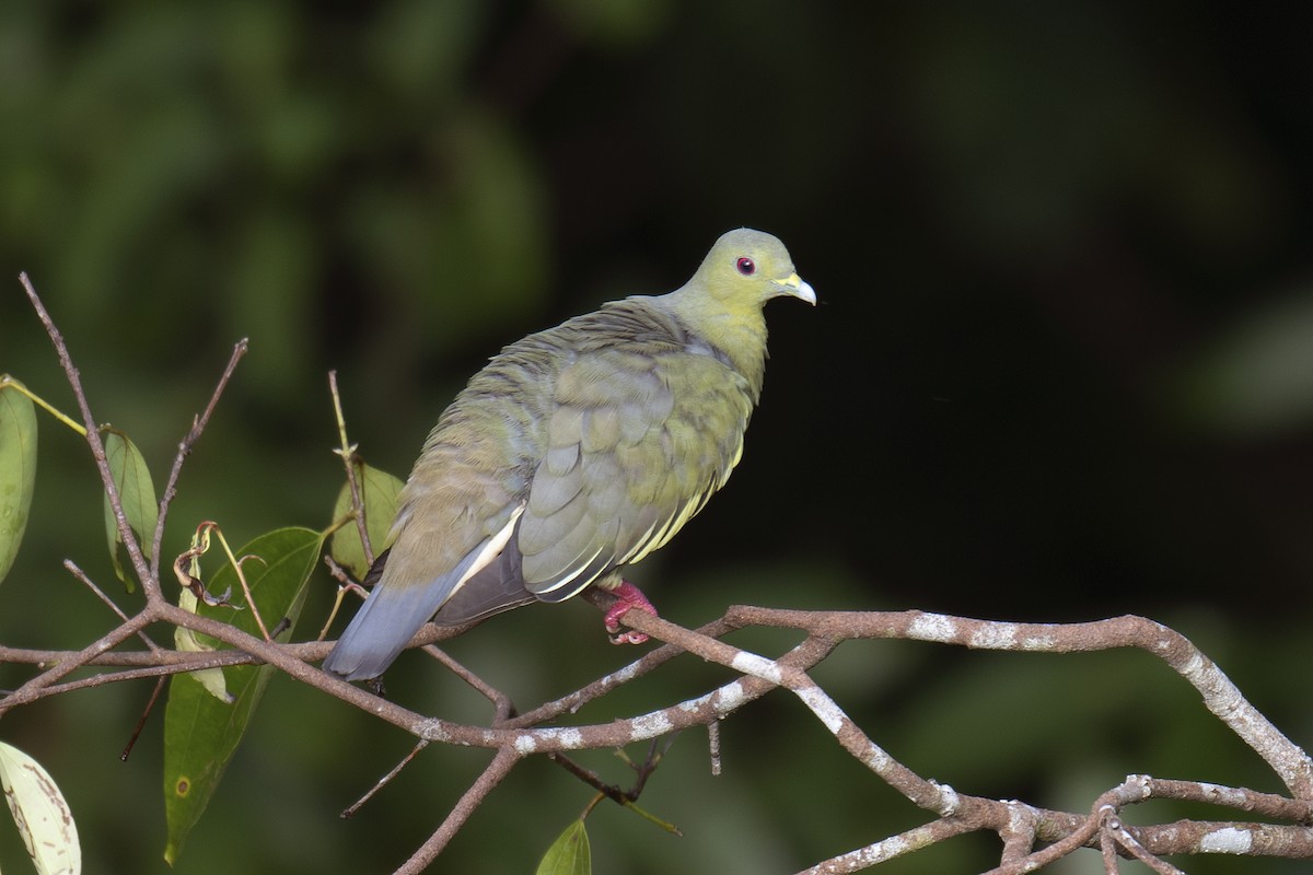 Pink-necked Green-Pigeon - ML165784451