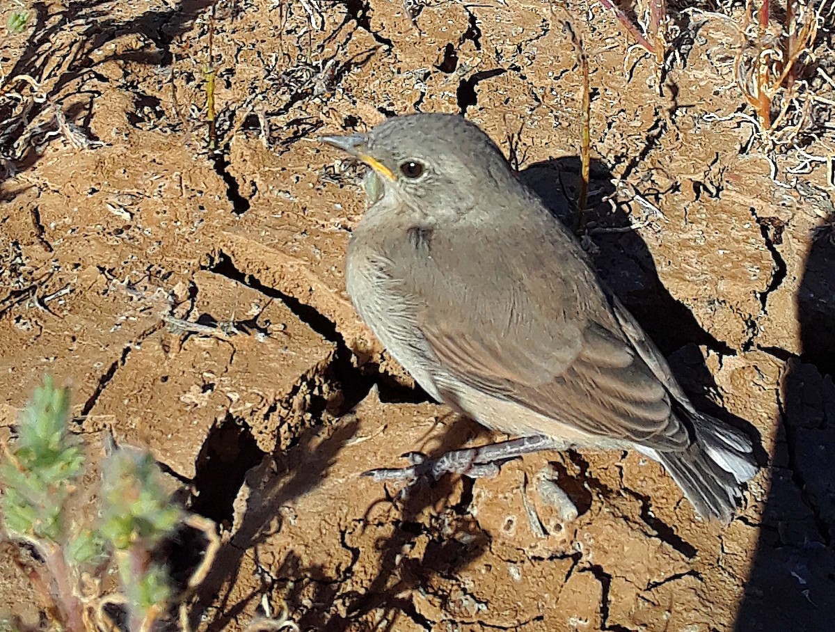 White-fronted Chat - ML165787121